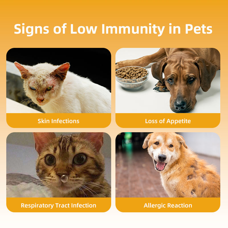Allergy Support Supplements for Dogs and Cats Effective Relief for Pet Itch Quality Pet Health Care Supplements - Image 6