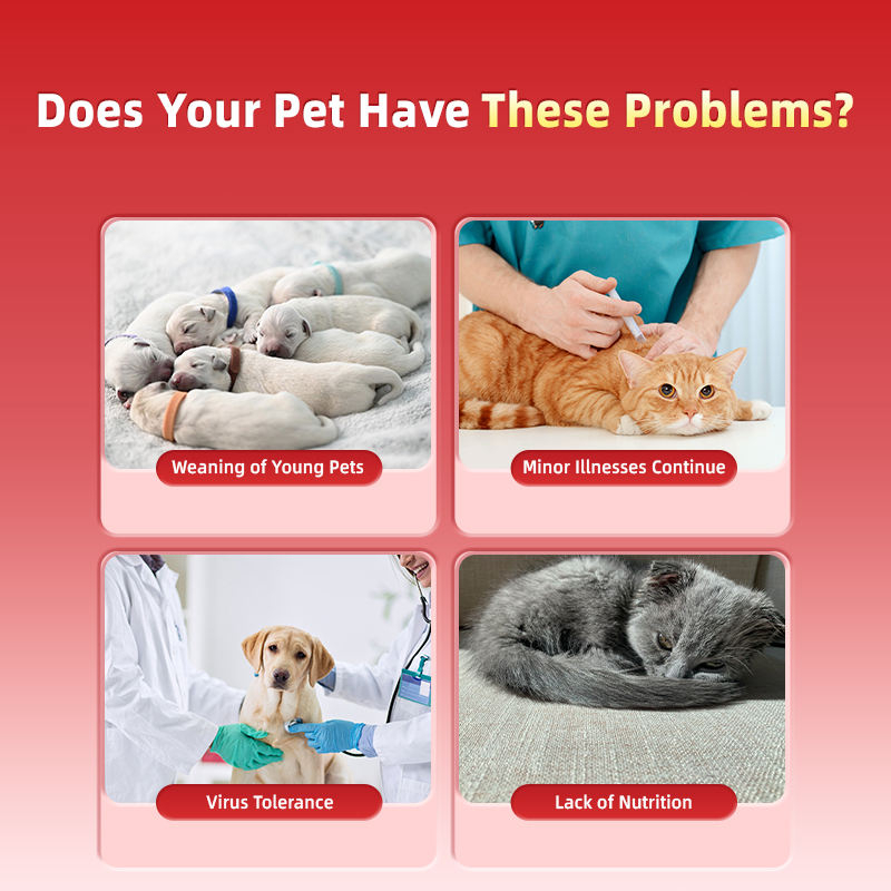 Customized Nutritional Gel Paste for Dogs and Cats Supporting Passive Immune Health Factory Direct OEM ODM - Image 2