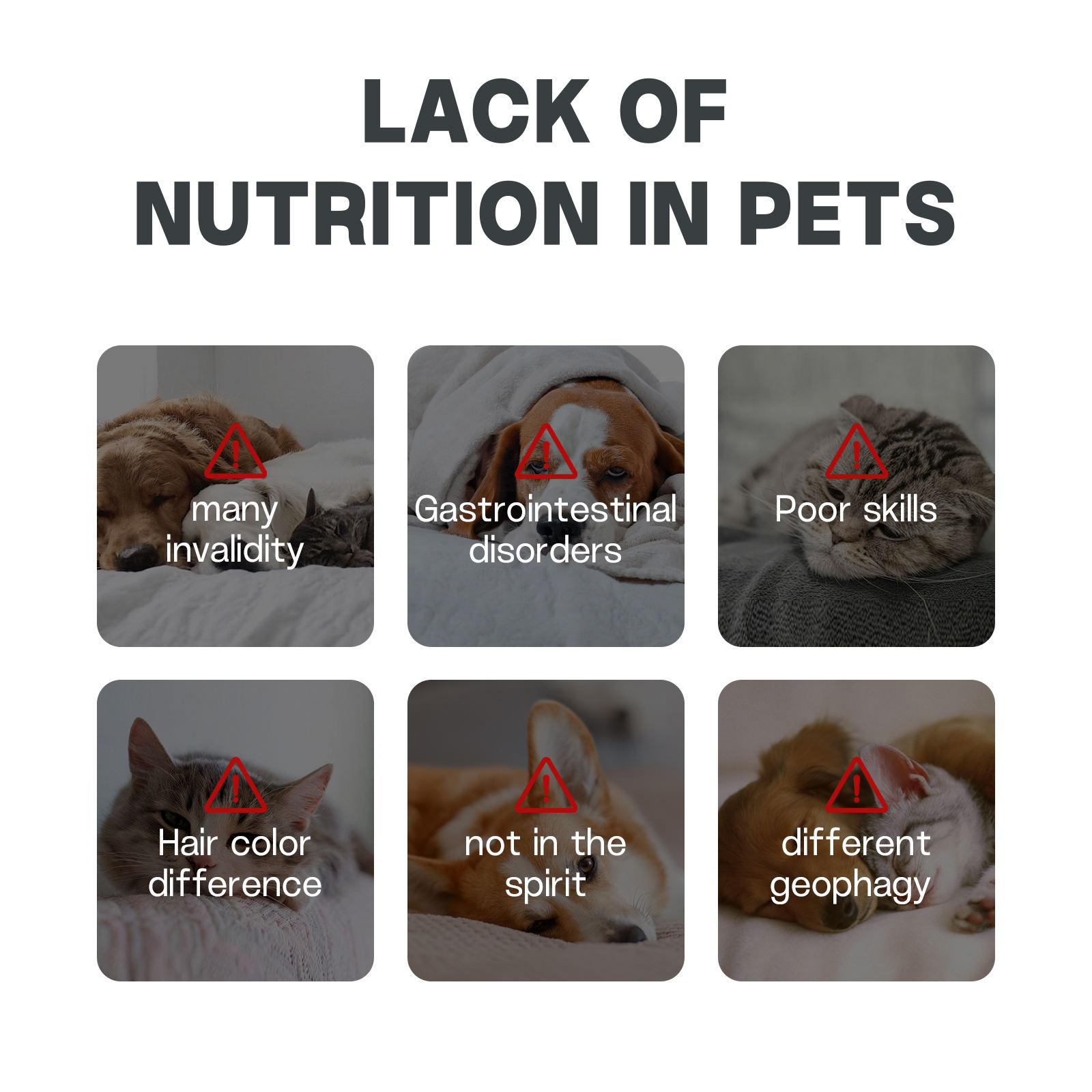Pet Supplement Combined for Cats and Dogs, for Skin Health, Digestive Health, Probiotic, Immune System, Comprehensive Vitamin - Image 3