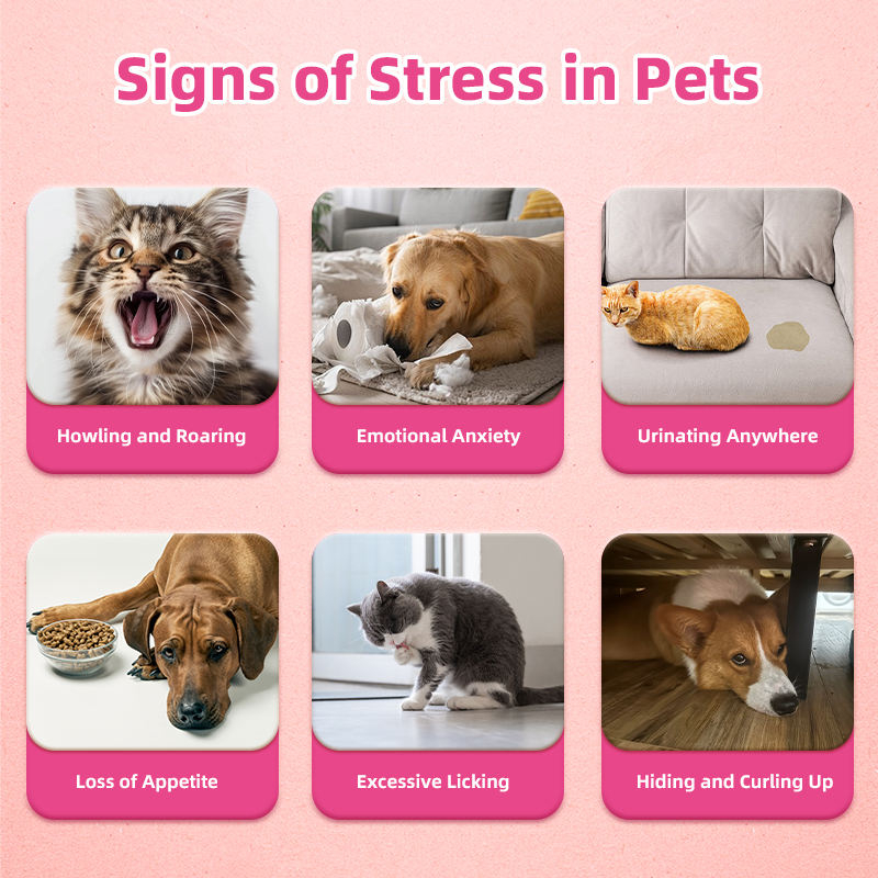 Custom Flavor Gel Paste Calming Supplement Calming Paw-Gel Makes Stress Relief for Cats Multi-cat Household - Image 4