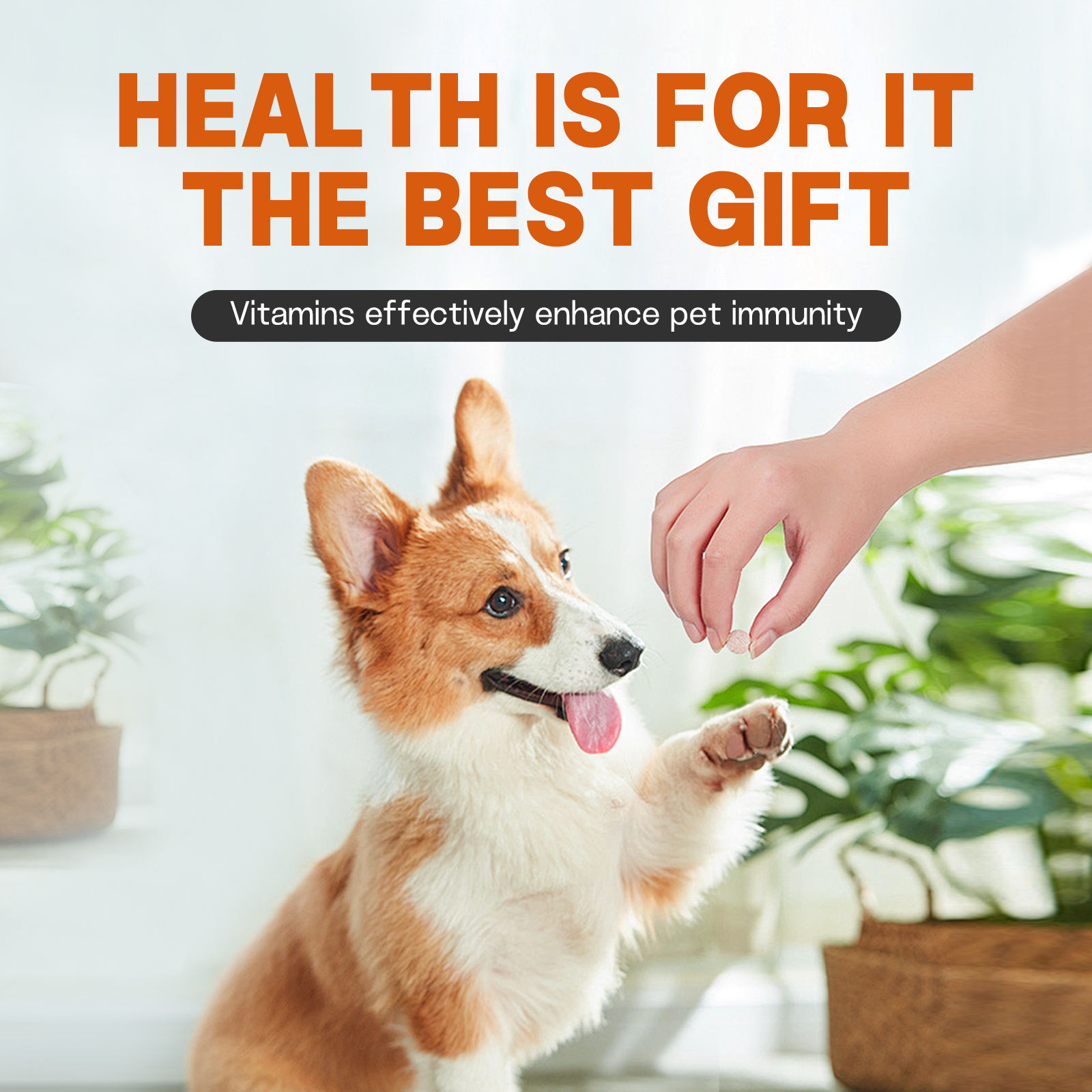 ODM/OEM Multivitamin Tablets for Dogs Cats Pets Digestive Health Seasonal Support Pet Health Care Vitamins Supplements - Image 5