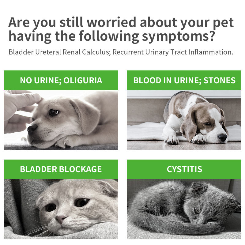 Wholesale Pet Supplements Probiotics Dog Treats Multivitamin Soft Chews Soft Chews cat Dogs Tract Health for Urinary - Image 7