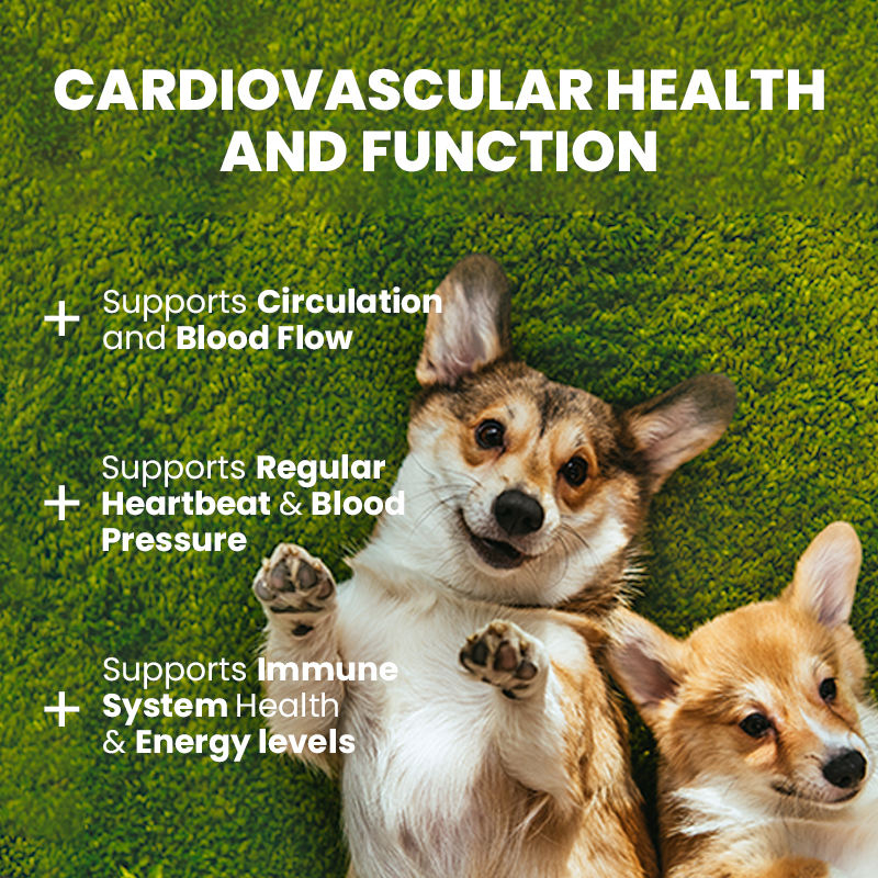 ODM/OEM Heart Support Chewable Tablets for Cats and Dogs Stay Calm Reduce Stress Anti-Anxiety Heart Health Care Supplements - Image 5